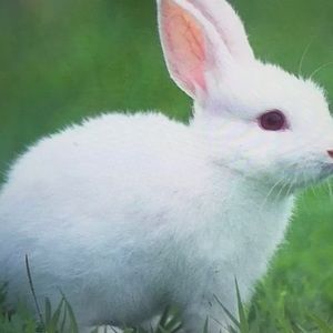 Meet your Posher, Tess